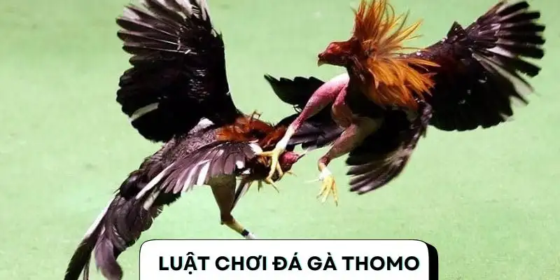 Tìm hiểu chi tiết luật thi đấu của loại hình chiến kê Thomo